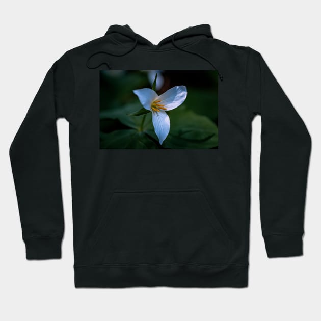 Trillium flower in a dark forest Hoodie by blossomcophoto